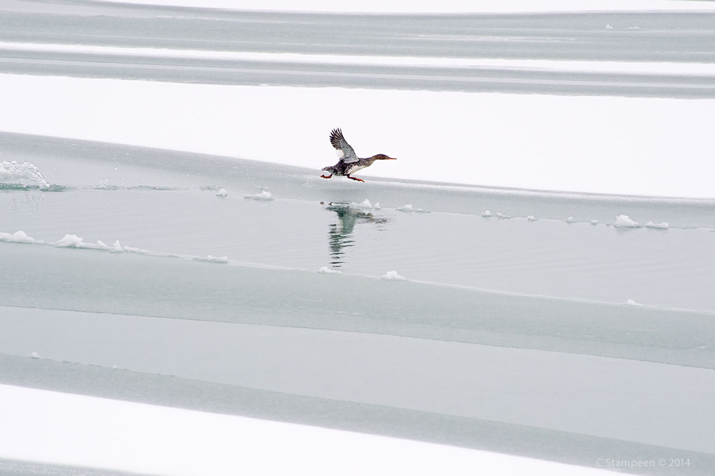 _DSC2582merganser_1024
