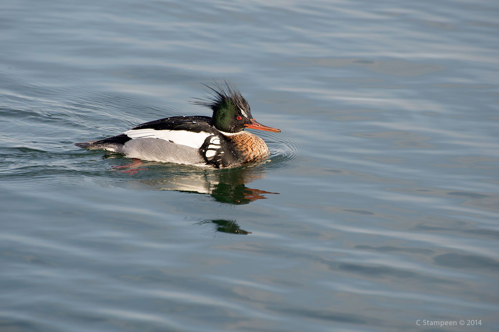 _DSC3291redbreatedmerganser_1024