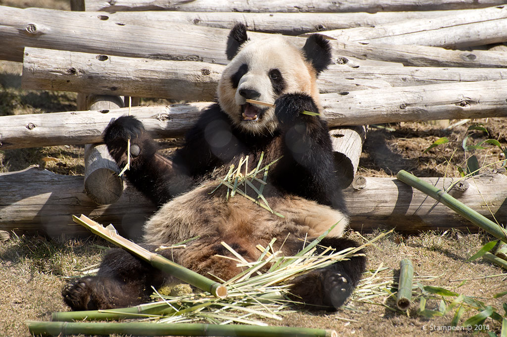 _DSC4413panda_1024