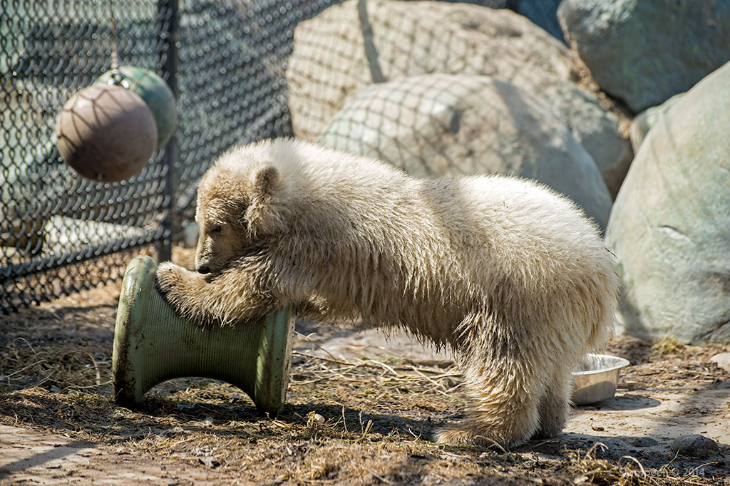 _DSC4451pbear