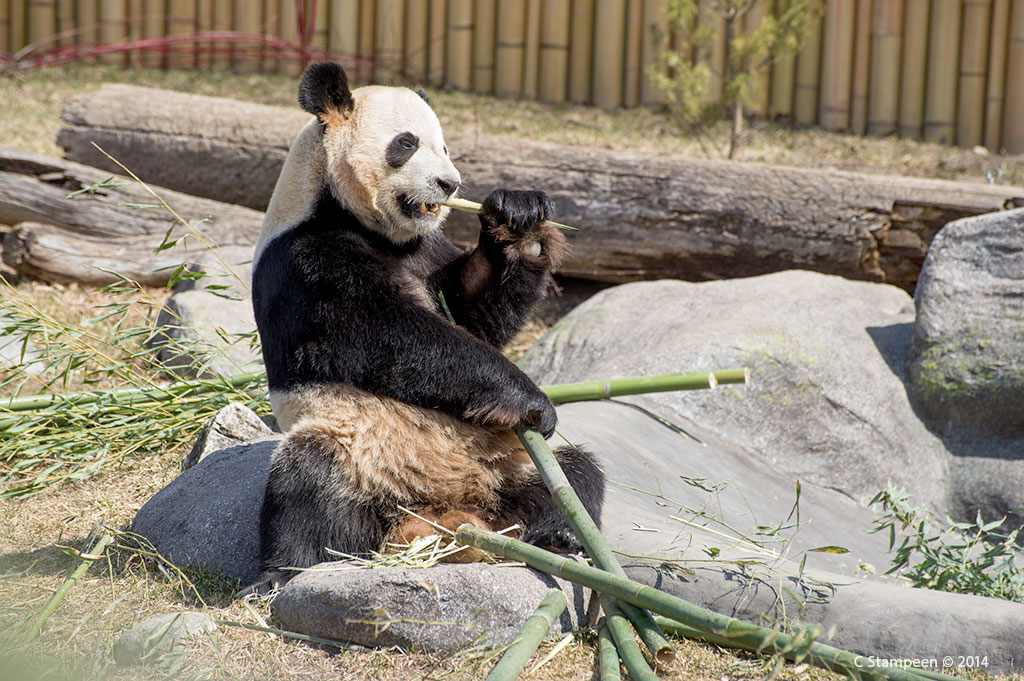 _DSC4806panda_1024