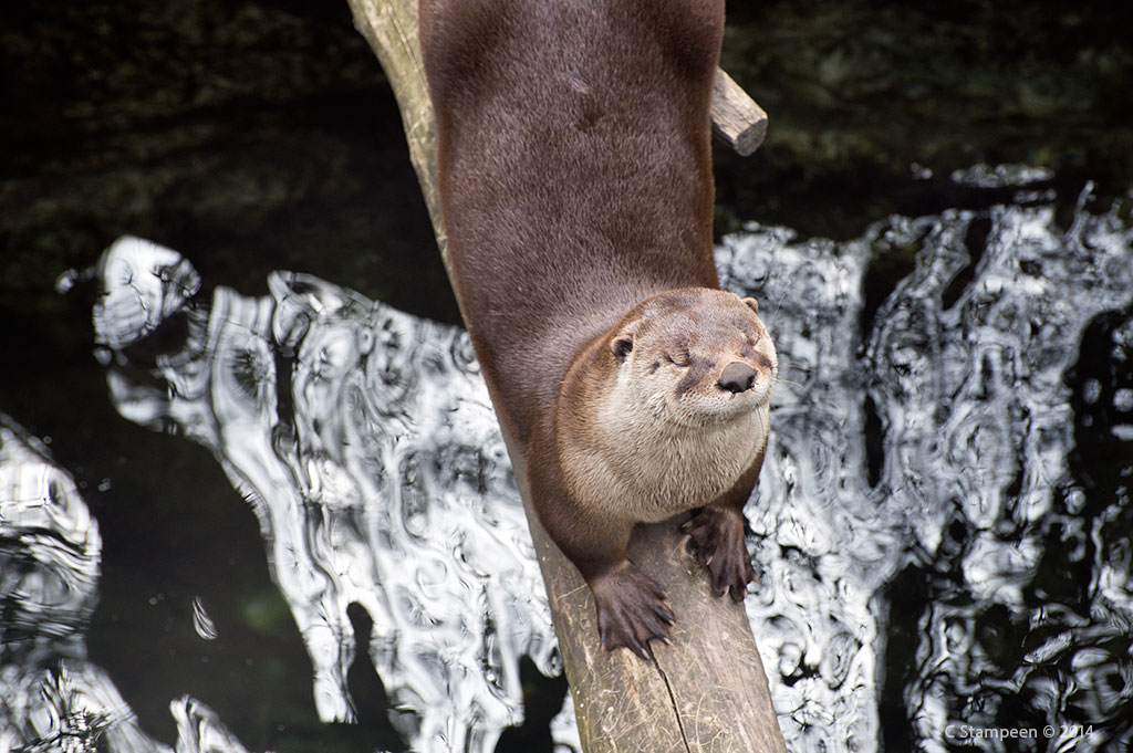 _DSC4882otter_1024