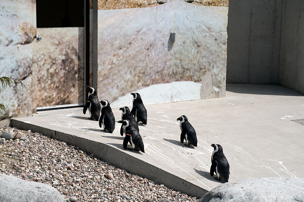 _DSC4918penguins