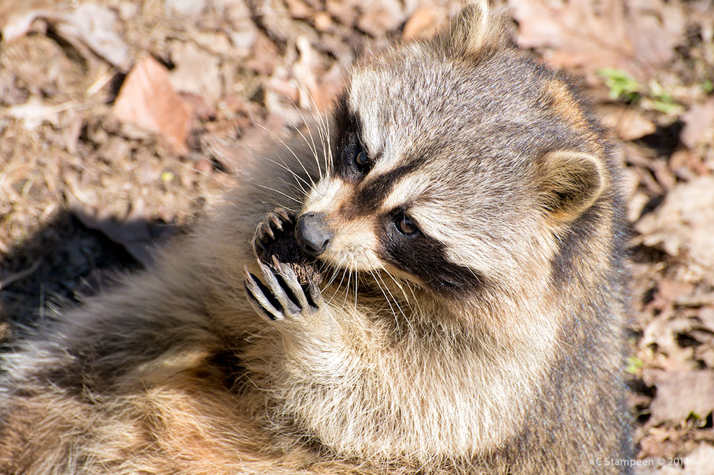_DSC5046raccoon_1024