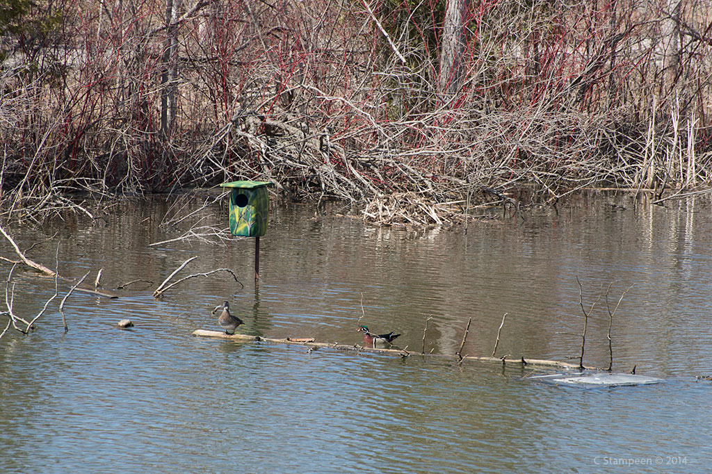 _DSC5073woodducks