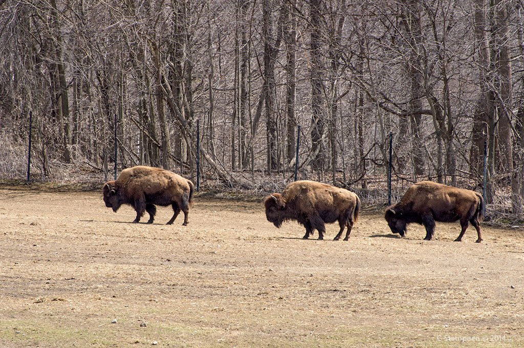 _DSC5100bison_1024