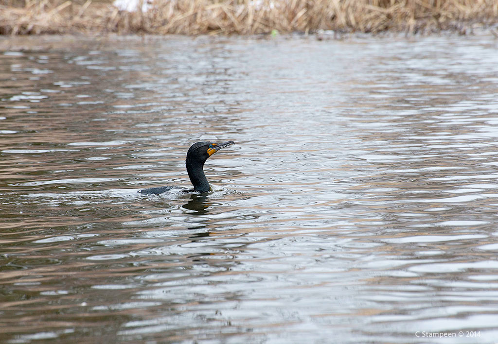 _DSC5614cormorant_1024
