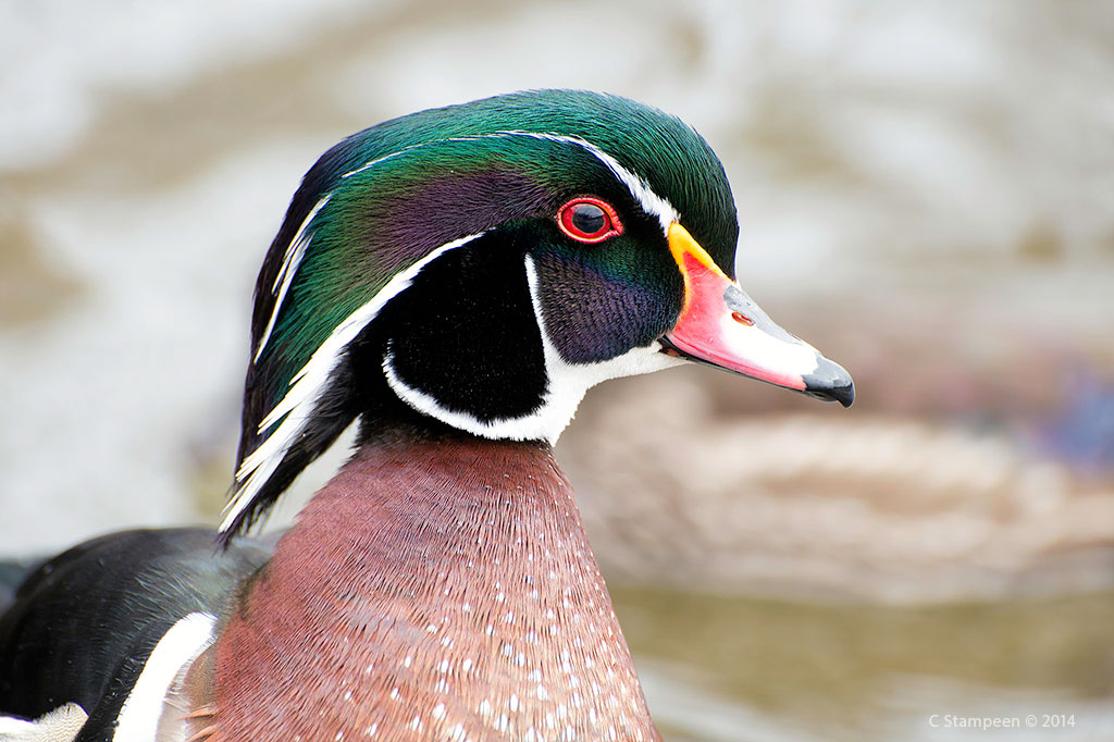 _DSC5669woodduck_1024
