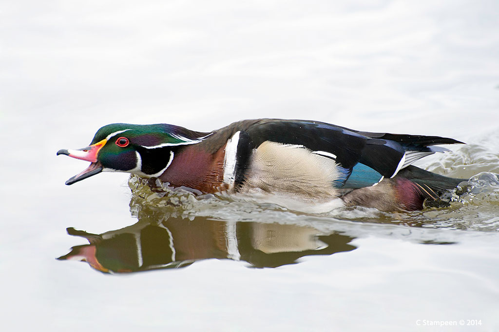 _DSC5831woodduck_1024