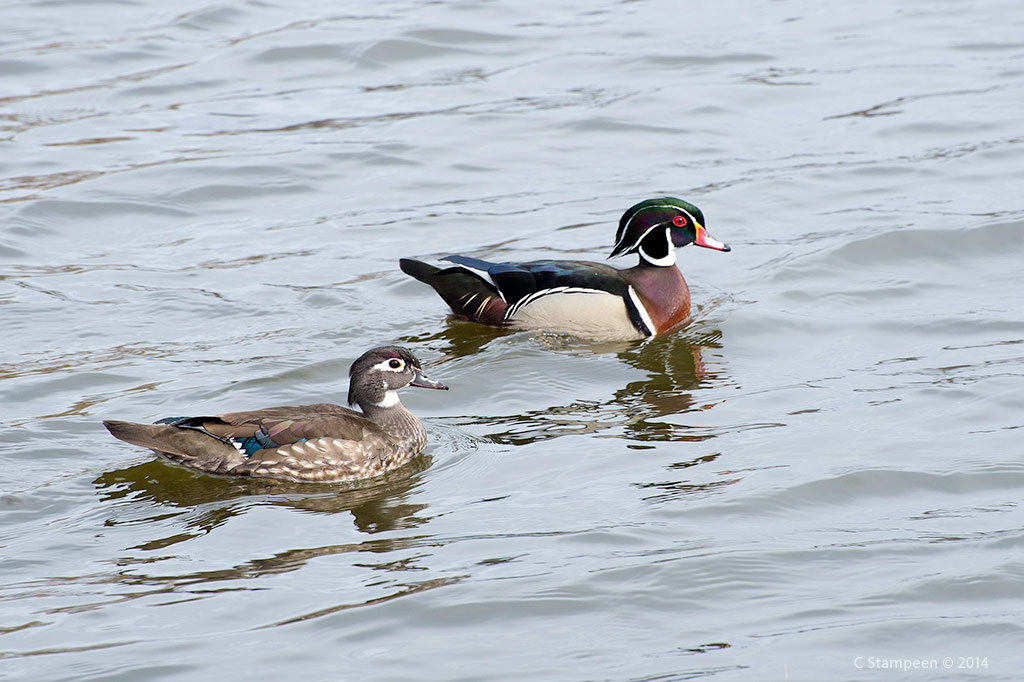 _DSC6292woodducks_1024