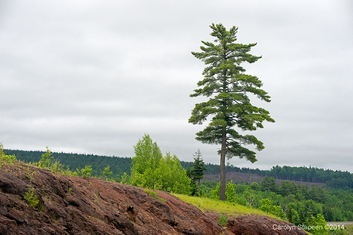 _DSC3196tree_1024