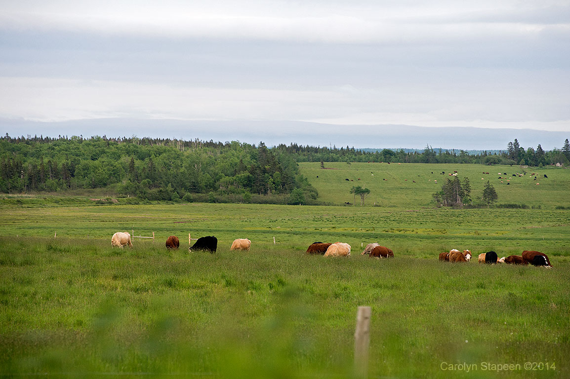 _DSC3211cows_1024