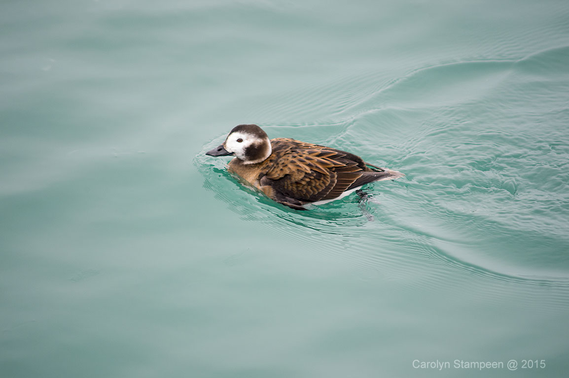 _DSC3016duck_1024