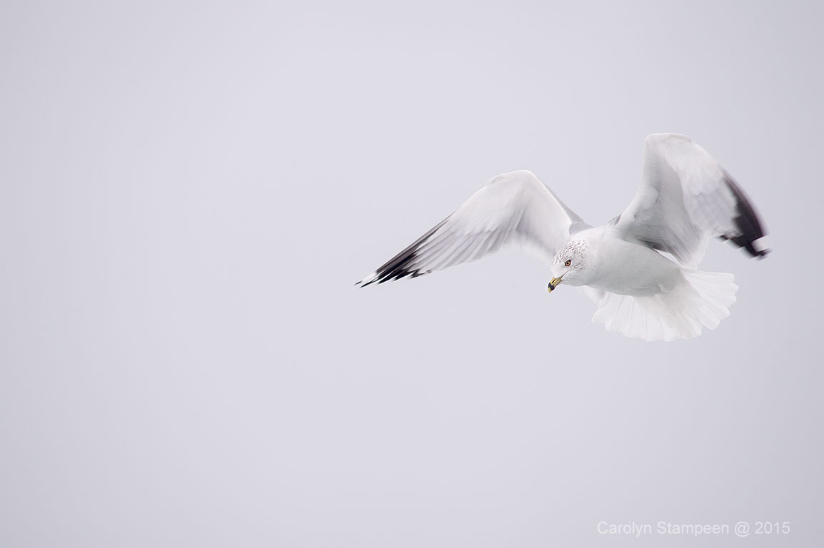_DSC3142gull_1024