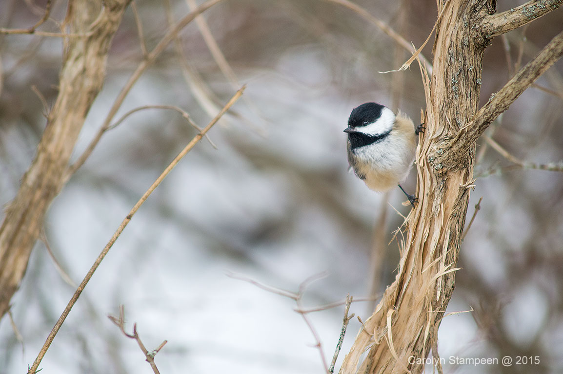 _DSC3210cad_1024