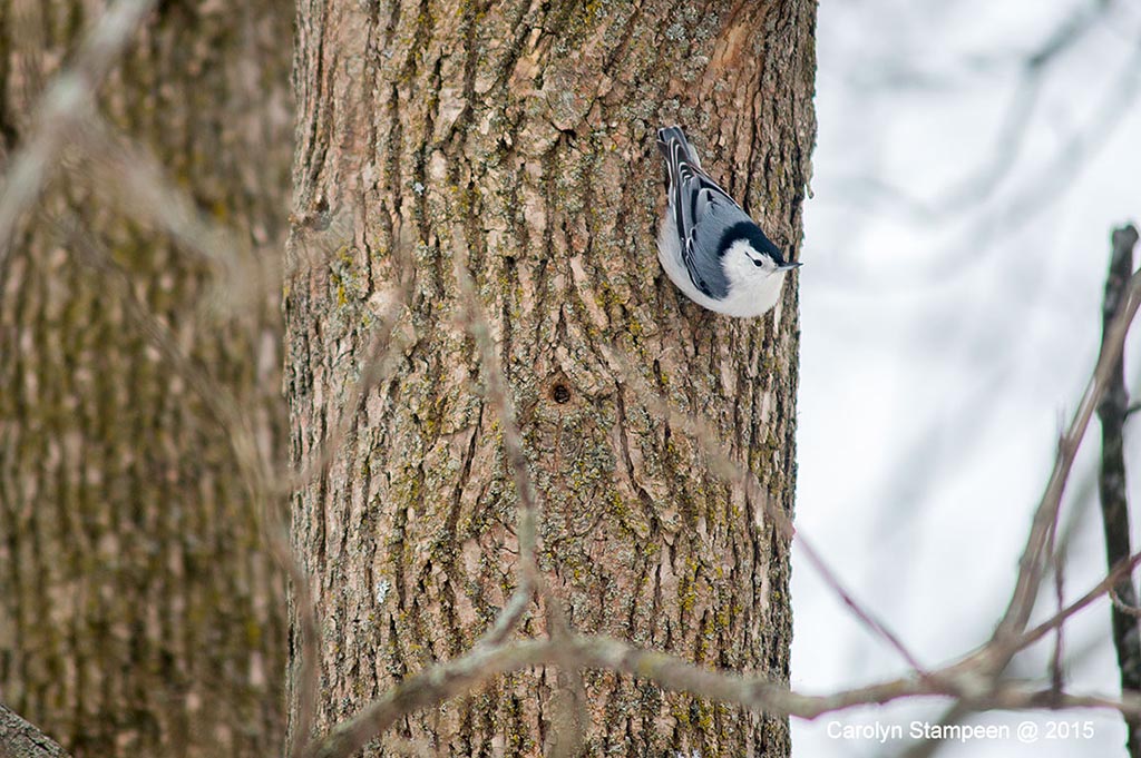 _DSC3230nuthatch_1024