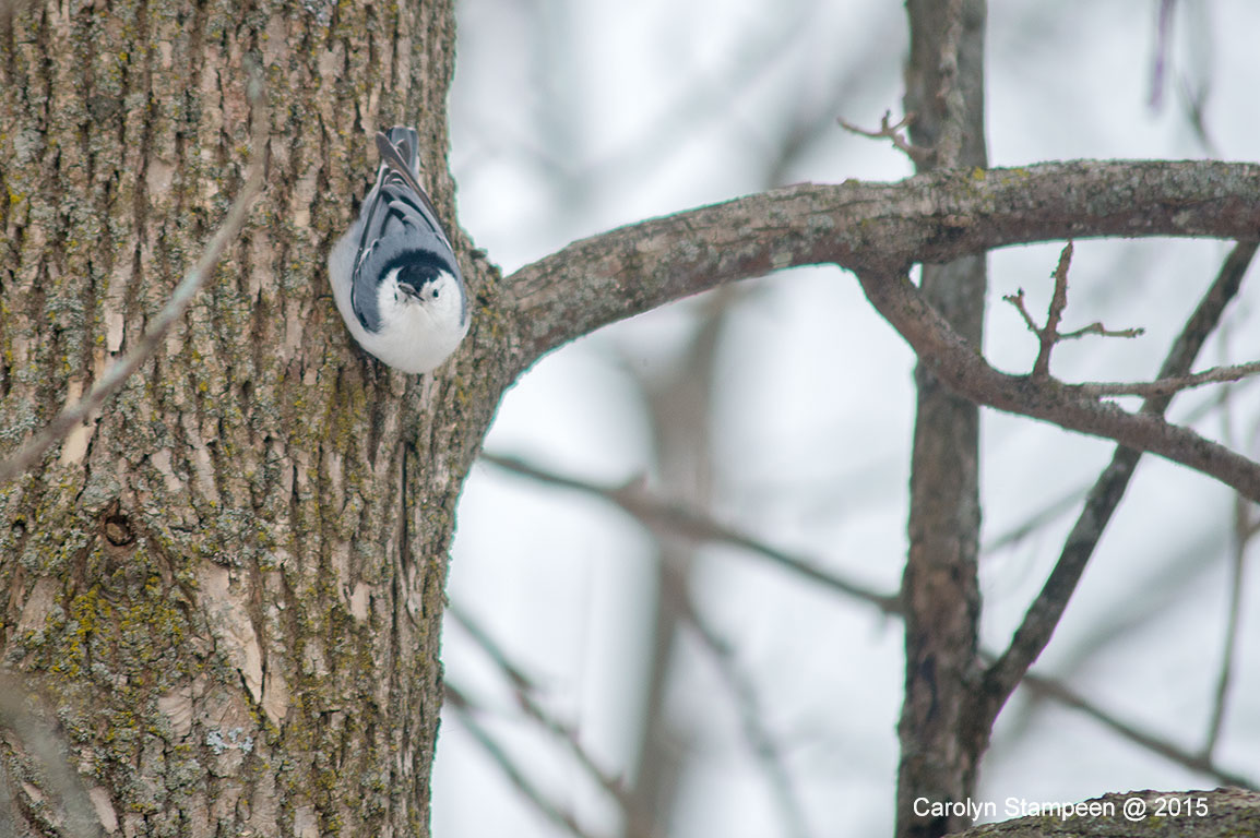 _DSC3237nuthatch_1024