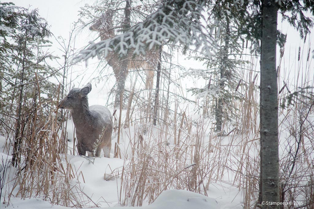 _DSC6021deer_1024