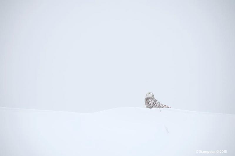 _DSC6512snowy_800