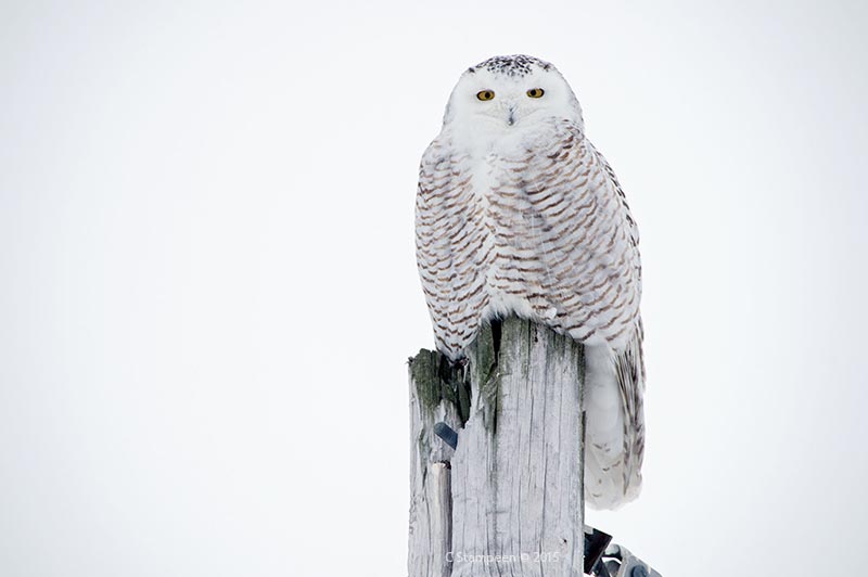 _DSC6980snowy_800