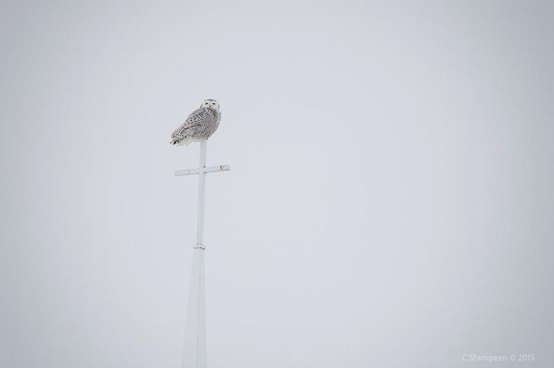 _DSC7306snowy_800
