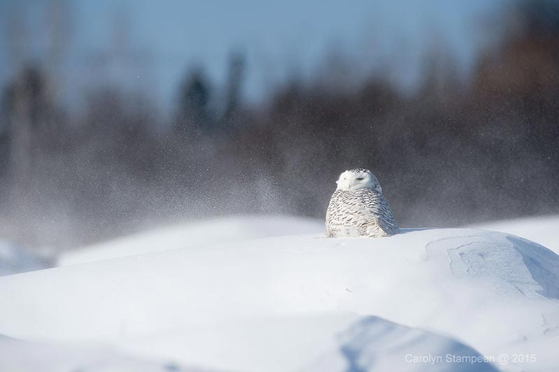 _DSC7885snowy_800