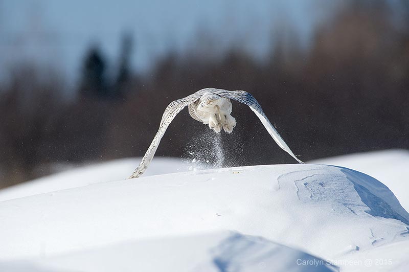 _DSC7912snowy_800