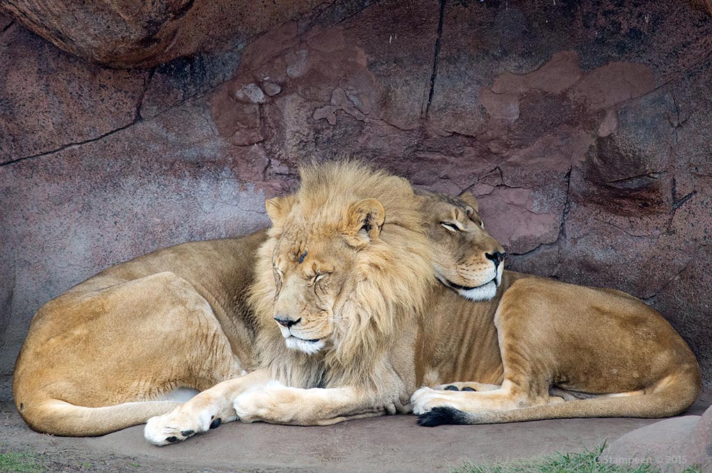 _DSC0341lions_1024