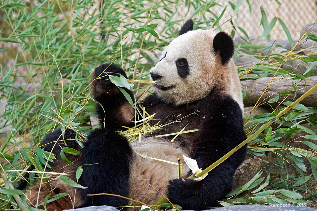 _DSC0425panda_1024