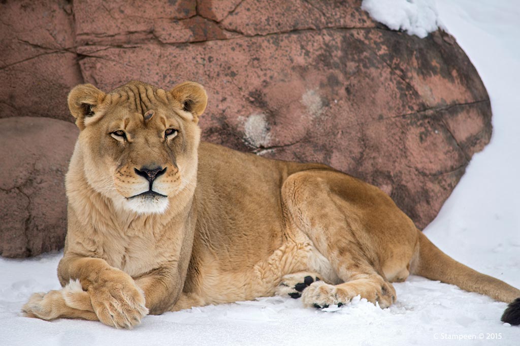 _DSC2306lionJerroh_1024
