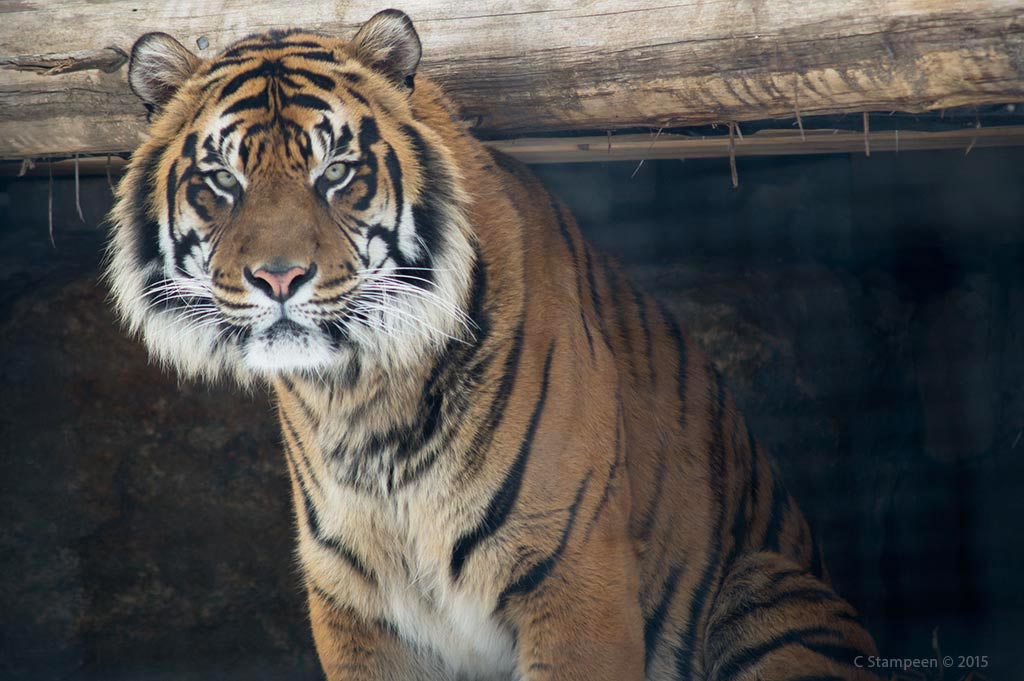 _DSC2482tiger_1024