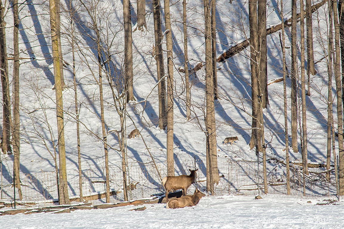 _DSC2702coyotes_1024