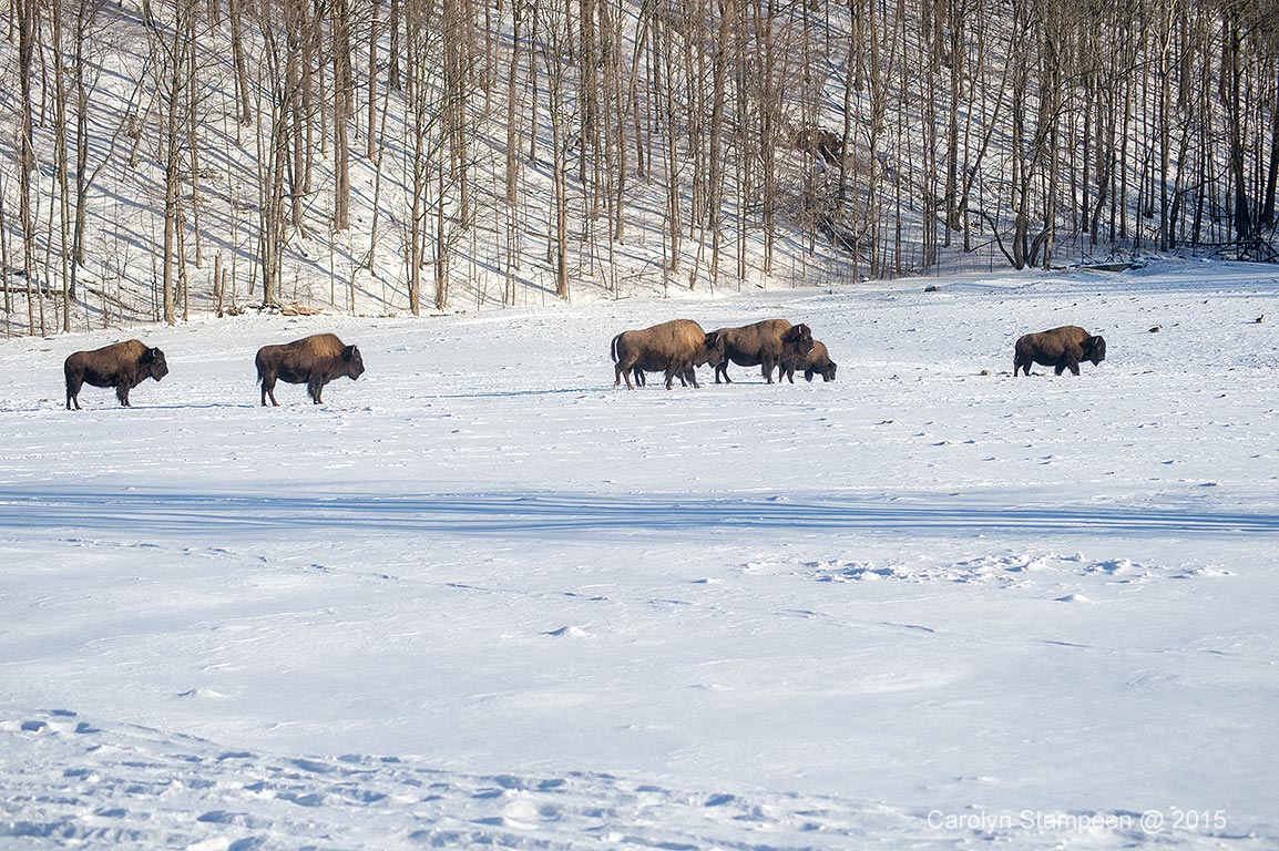 _DSC2764bison_1024