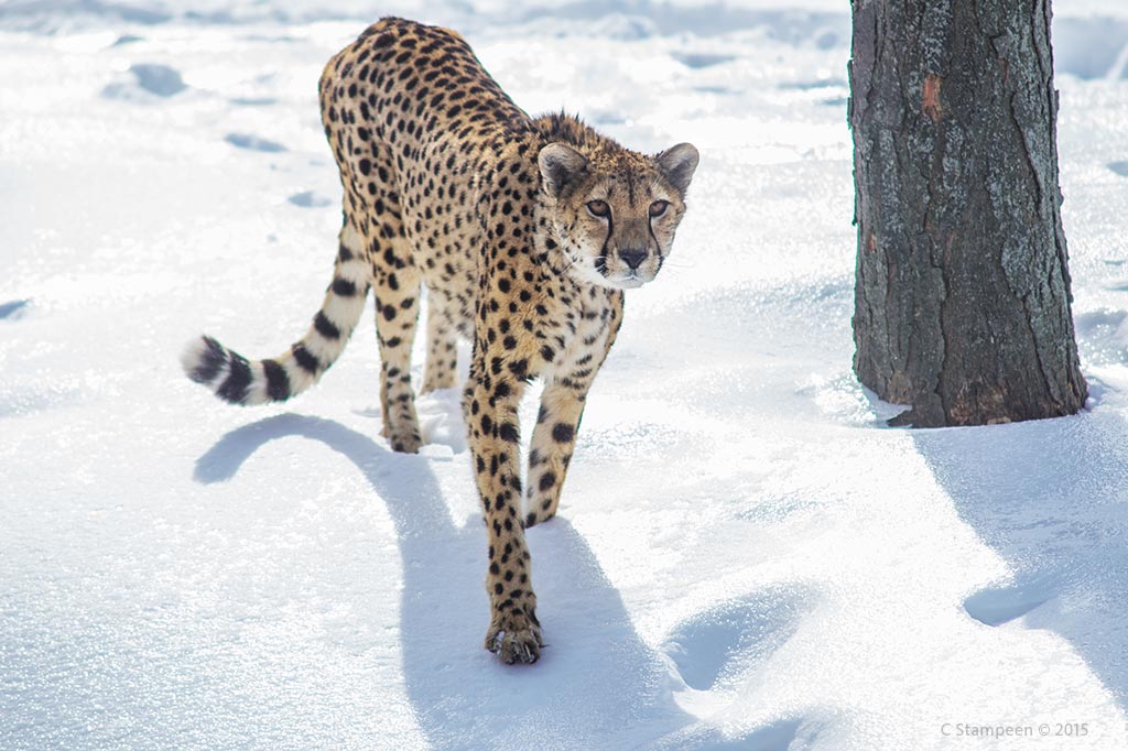 _DSC2860cheetah_1024