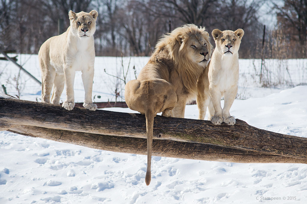 _DSC2909wlions_1024