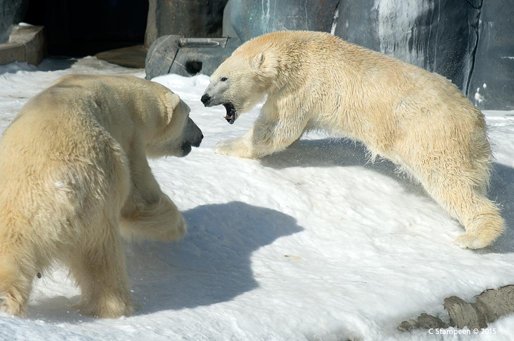 _DSC3538pbears_1024