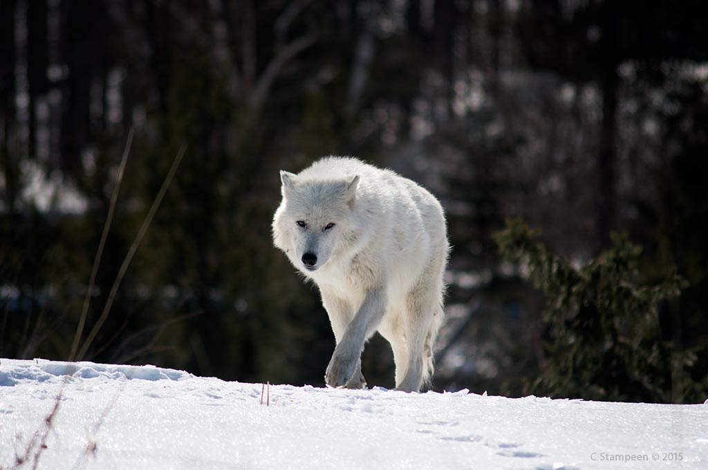 _DSC3556awolf_1024