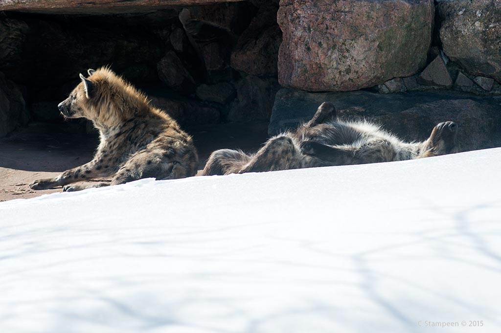 _DSC3733hyenas_1024