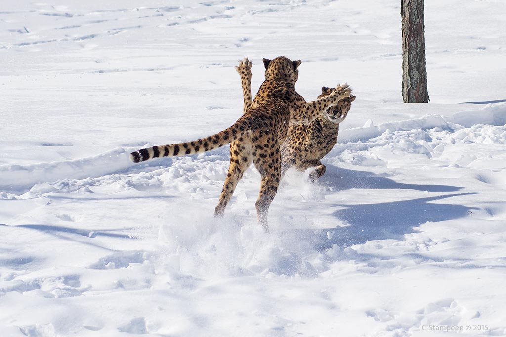 _DSC3877cheetahs_1024