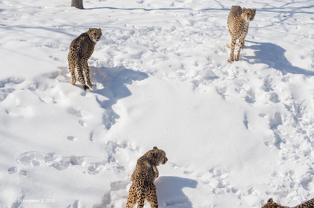 _DSC3938cheetahs_1024