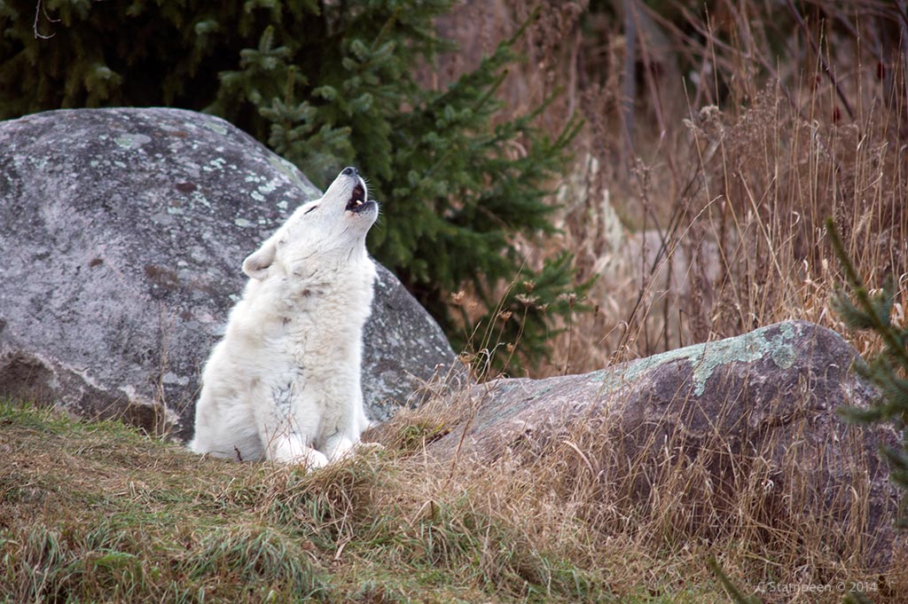 _DSC7525awolf_1024