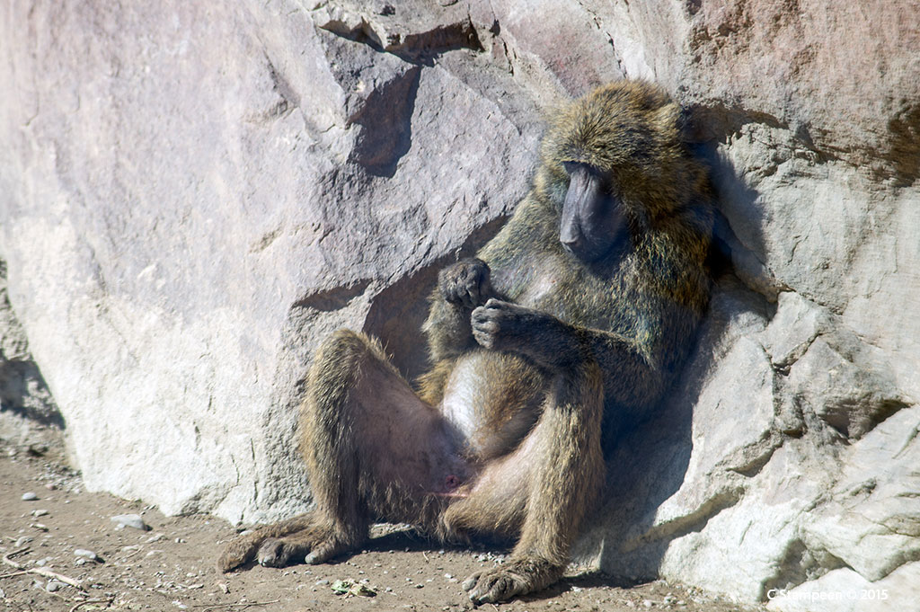 _DSC7602baboon_1024