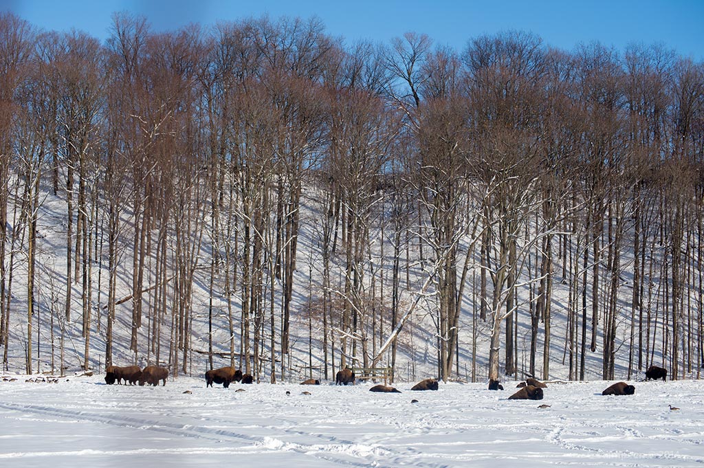 _DSC8410bison_1024