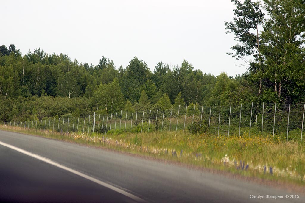 _DSC9751deerFence_1024