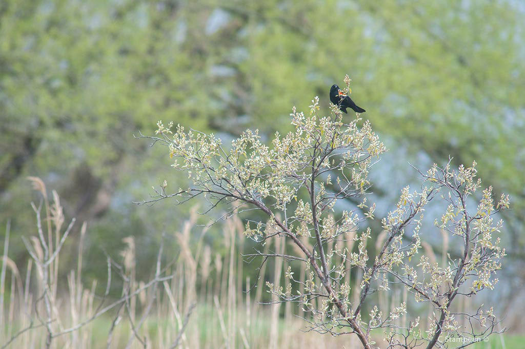 _DSC3050rwblackbird_1024